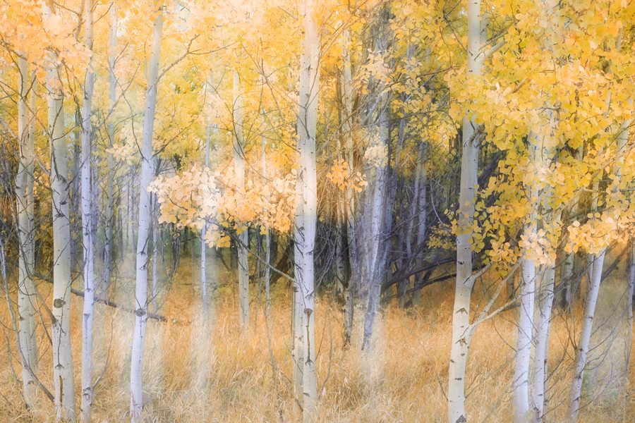 Pale aspen trunks rising through soft gold leaves above tall autumn grass.